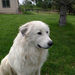 Great Pyrenees Puppies from Heritage Mountain Ranch