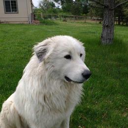 Great Pyrenees Puppies from Heritage Mountain Ranch