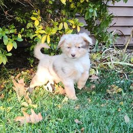 Daisy - Red merle female Miniature Australian Shepherd puppy in Sandown, New Hampshire from Ashby Lou Aussies