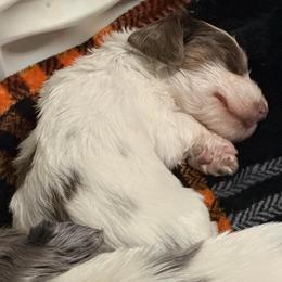 Cupid AKC - Piebald male Dachshund puppy in Erie, Michigan from Champagne’s Grinch Toe’d Dachshunds