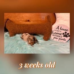 Kit Kat - Chocolate and tan female Dachshund puppy in Louisa, Kentucky from Mini Doxies of Eastern KY