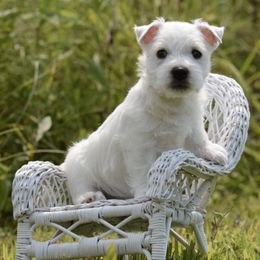 West Highland White Terriers from Berkshire Highlanders