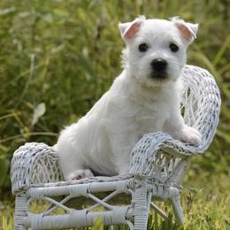 West Highland White Terriers from Berkshire Highlanders