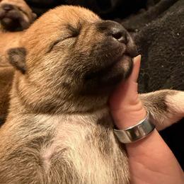 New York - Red female Shiba Inu puppy in Zionsville, Indiana from Hana Shibas