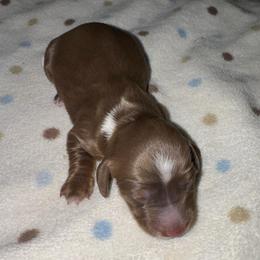 AKC female 6 - Chocolate and tan female Dachshund puppy in Knoxville, Tennessee from Thea's Puppies