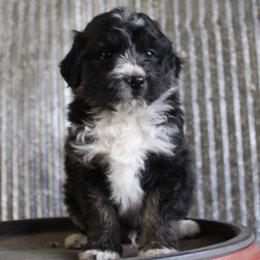 Van - Black tri-color male Aussiedoodle puppy in Loretto, Tennessee from K Kountry Farm
