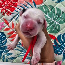 Red- Maverick - White and black male Dalmatian puppy in Gray, Georgia from Fuller Spots