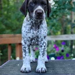 Snow White - Liver and white female German Shorthaired Pointer puppy in North Branch, Minnesota from Chrishelle Farm
