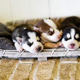 Siberian Husky Puppies from Tundra Dogs