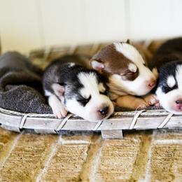 Siberian Husky Puppies from Tundra Dogs