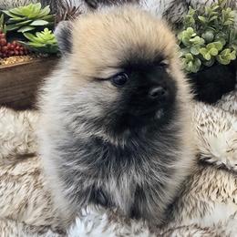 Bravo - Wolf sable male Pomsky puppy in Fallon, Nevada from Amazing High Desert Pomskys