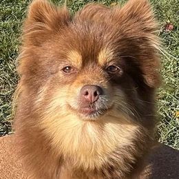 Claire - Pomeranian