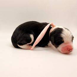 Crystal - Black tri-color female Australian Shepherd puppy in Placerville, California from BFF Aussies