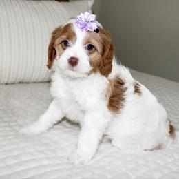 Ivy - Blenheim female Cavapoo puppy in Apple Creek, Ohio from Arlene Hershberger