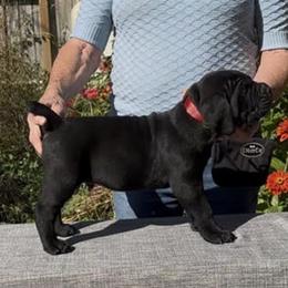 Boy 2 - Black male Cane Corso puppy in Dayton, Oregon from BlackStar Cane Corso