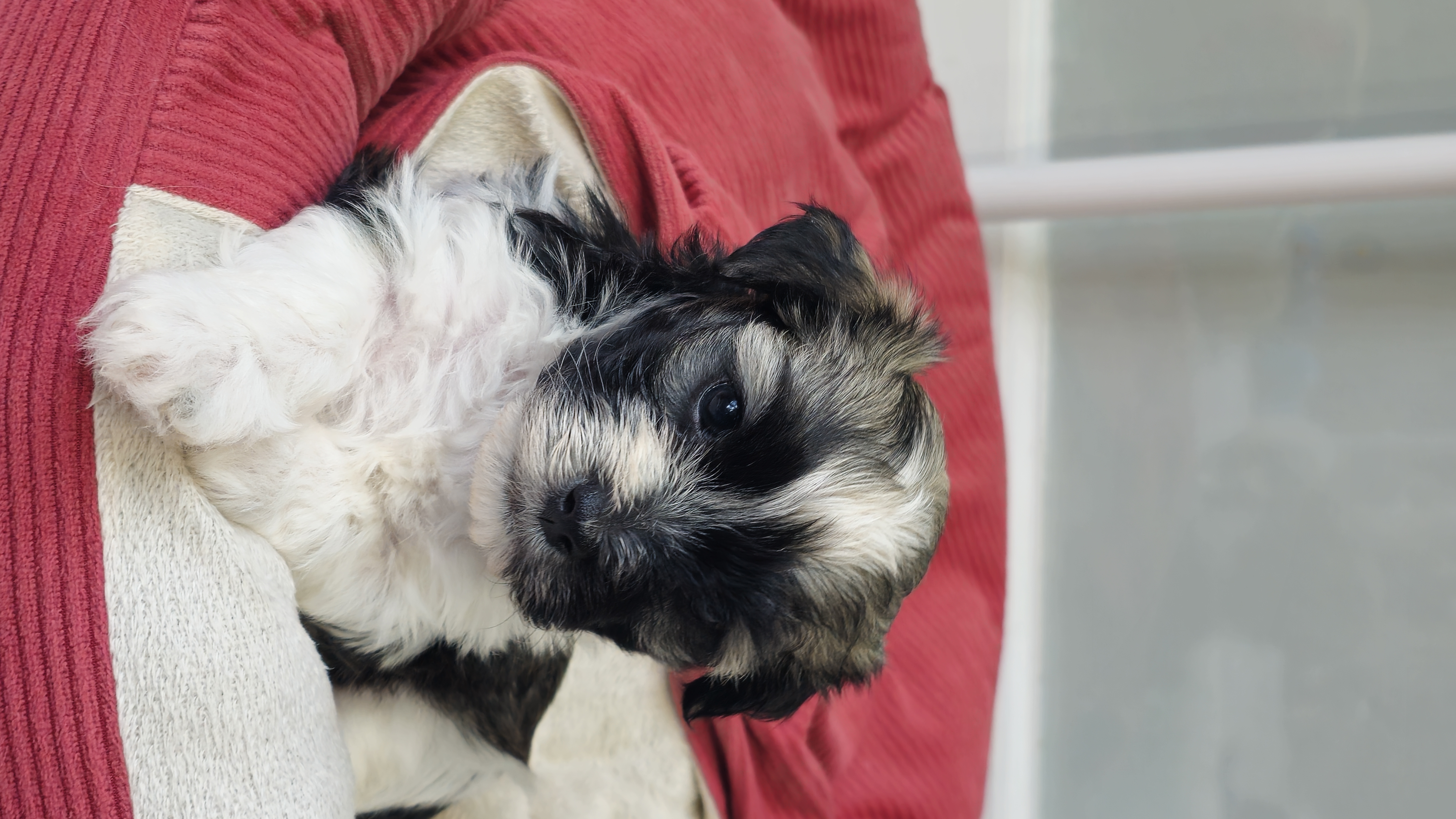 Broc - Black and white male Havanese puppy in Angier, North Carolina from Hoppy Havanese
