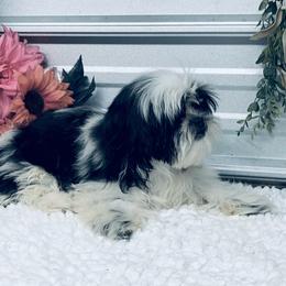 SB Ron Ron - Black and white male Shih Tzu puppy in Elgin, South Carolina from Silver Bells Paw Prints