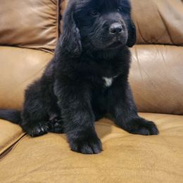 Twinkle (pink) - Black Newfoundland puppy in Newmanstown, Pennsylvania from Mufasa's Pride (Newfoundland breeder)