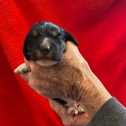 Boots - Black and cream male Dachshund puppy in Elizabethtown, Kentucky from Teeny Tiny Puppy Tails