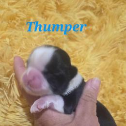 Thumper - Black and white male Shih Tzu puppy in Molino, Florida from 1st Passion Shih Tzus