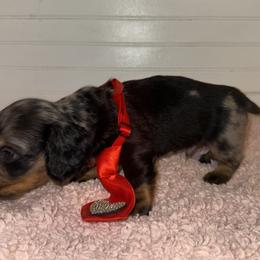 Dachshund Puppies from Wiggle Weens