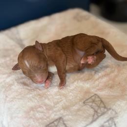 Freya - Red  female Poodle puppy in Davie, Florida from Dave Poodles