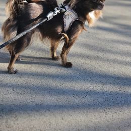 Alenka - Chihuahua