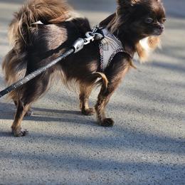 Alenka - Chihuahua