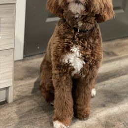 Carina - Goldendoodle