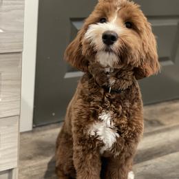 Carina - Goldendoodle