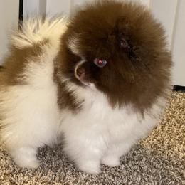 Pomeranian Puppies from Uniquepombabies