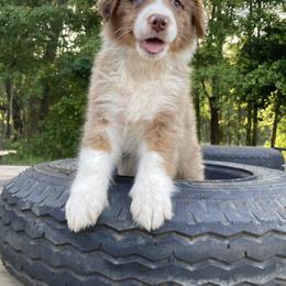 Miniature Australian Shepherd Puppies from Alexander Canines