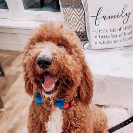 Aussiedoodles, Goldendoodles, and Poodles from Riverbend Doodles