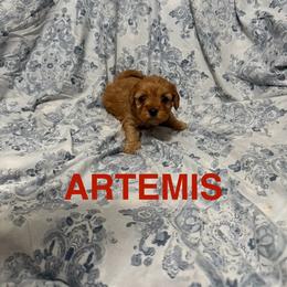 Artemis - Apricot female Cavapoo puppy in Sherwood, Michigan from Patrick's Puppies