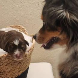 Miniature American Shepherd and Toy Australian Shepherd Puppies from Riverstone Aussies