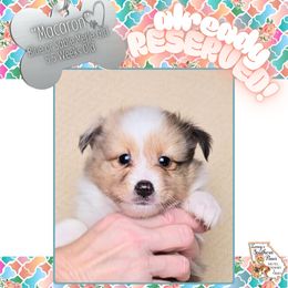 Girl 3 - Macaron - Blue merle and white female Shetland Sheepdog puppy in Elberton, Georgia from Ioney's Southern Paws Shelties, Frenchies, and Yorkies