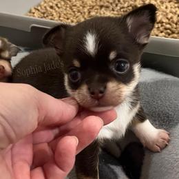 Everest - Chocolate and tan male Chihuahua puppy in Augusta, Georgia from Sophia Jade's Chi Brigade