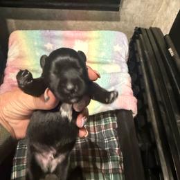 Little giant - Black male Miniature Schnauzer puppy in New Bern, North Carolina from DJS Delightful Miniature Schnauzers