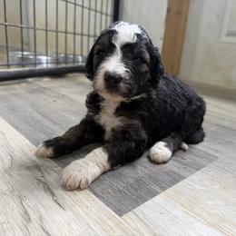 Navy bean - Blue - Black and white male Aussiedoodle puppy in Eolia, Missouri from Barefoot Kennel