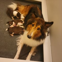 Shetland Sheepdog Puppies from Clark Kennel Shelties