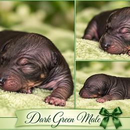Dark Green Male - Black tan and white male American Hairless Terrier puppy in Alabama from Flipside Dogs