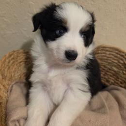 Ranger - Black tri male Miniature American Shepherd puppy in Bristol, Tennessee from Riverstone Aussies