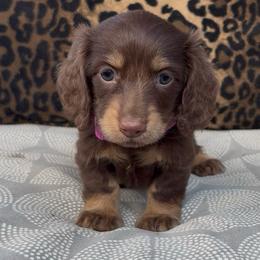 Chocolate 3000 - Chocolate and cream female Dachshund puppy in Barbourville, Kentucky from The Bossy Doxie Farm