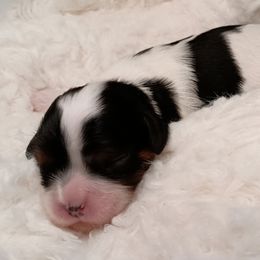 Cavalier King Charles Spaniel puppies from Holliday Cavalier King Charles Spaniels