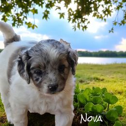 Nova - Blue merle female Aussiedoodle puppy in Lebanon, Oregon from Abbott Family Farm