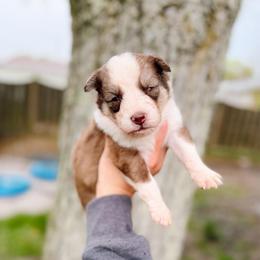 Sparrow - Chocolate male Pomsky puppy in Cleveland, Ohio from Lake Point Pomskies