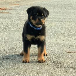 Weston - Black and tan male Rottweiler puppy in Loxahatchee, Florida from Vom hause Reto