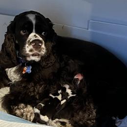 Winnie - Cocker Spaniel