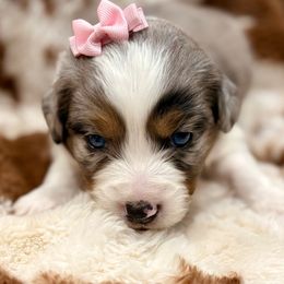 Light pink collar - Blue merle female Miniature Australian Shepherd puppy in 32046, Florida from River Hill Ranch