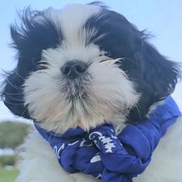 Shih Tzu Puppies from Shih Tzus of Gilbert
